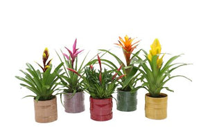 Bromeliad ‘Adventure Salinas’ – 12cm Pot, 45cm Tall