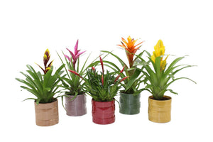 Bromeliad ‘Adventure Salinas’ – 12cm Pot, 45cm Tall