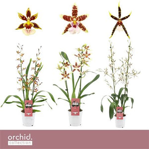 Mixed Cambria Orchid – 2 Spikes, 12cm Pot