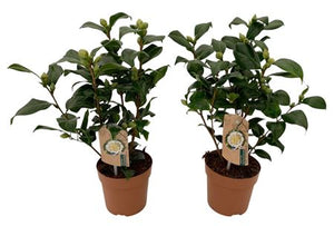 Camellia 'Brushfield Yellow' – 13cm Pot
