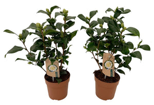 Camellia 'Brushfield Yellow' – 13cm Pot