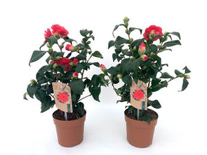 Camellia japonica ‘Mary Williams’ – 13cm Pot