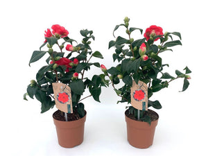 Camellia japonica ‘Mary Williams’ – 13cm Pot