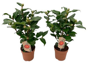 Camellia ‘Dr King’ – 13cm Pot, 40cm High