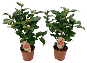 Camellia ‘Dr King’ – 13cm Pot, 40cm High
