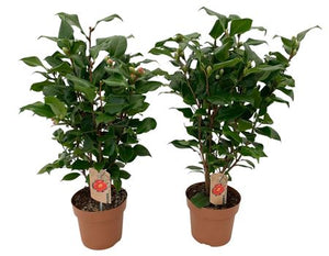 Camellia 'Dr King' – 17cm Pot, 60cm High