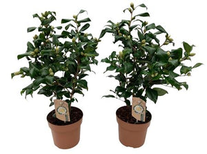 Camellia ‘Brushfield Yellow’ – 17cm Pot