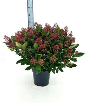 Skimmia japonica 'Rubella' – 26cm Pot, 70cm High