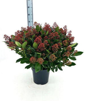Skimmia japonica 'Rubella' – 26cm Pot, 70cm High