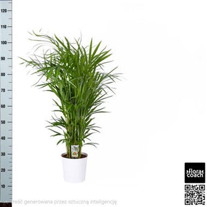 Areca Palm (Dypsis lutescens) – 21cm Pot, 120cm