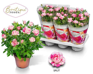 Painted Star Rose (Rosa) – 14cm Pot, 34cm High