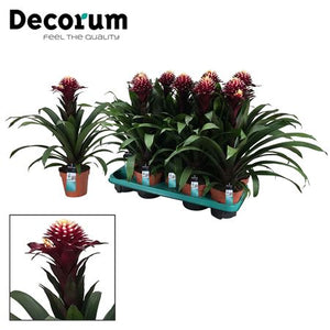 Guzmania ‘Francesca’ Flowering Houseplant – 13cm Pot