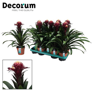 Guzmania ‘Francesca’ Flowering Houseplant – 13cm Pot