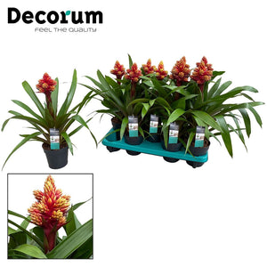 Guzmania Bromeliad ‘Brush’ – 13cm Pot, 50cm High