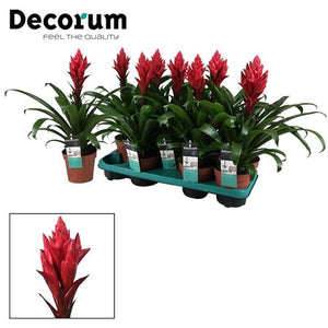 Red Guzmania Bromeliad – 13cm Pot, 40cm High