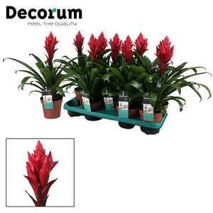 Red Guzmania Bromeliad – 13cm Pot, 40cm High