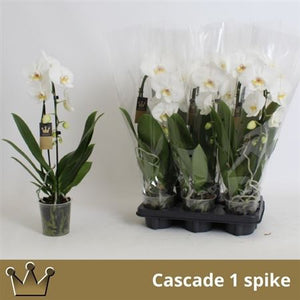White Phalaenopsis Orchid – 12cm Pot, 55cm High