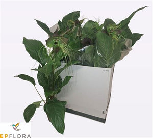 Bat Flower (Tacca chantrieri) – 17cm Pot