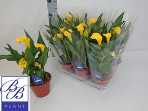Yellow Calla Lily (Zantedeschia) – 14cm Pot