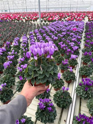 Purple Persian Cyclamen (Cyclamen persicum) – 10.5cm Pot