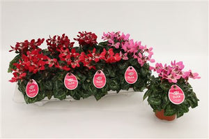 Lilac Cyclamen persicum – 10.5cm Pot