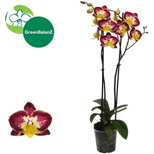 Phalaenopsis Orchid ‘Bee Happy’ – 12cm Pot