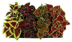 Mixed Coleus (Plectranthus) – 12cm Pot