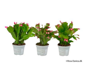 Christmas Cactus (Schlumbergera) – 6cm Pot