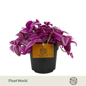 Tradescantia Pink Paradise – 10.5cm Pot