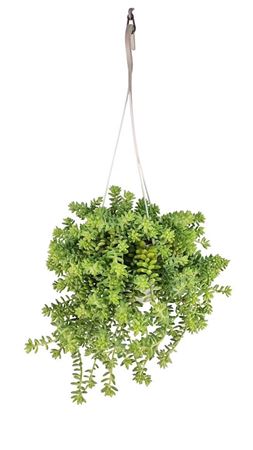 Burro’s Tail Sedum (Sedum burrito) – 17cm Hanging Pot