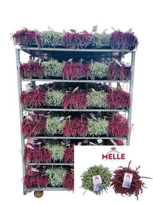 Mixed Calluna Heather (Calluna vulgaris) – 13cm Pot