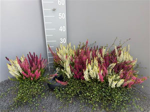 Calluna Heather and Muehlenbeckia Combination – 13cm Pot
