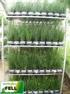 Brown Sedge (Carex brunnea) – 13cm Pot