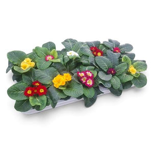 Primrose (Primula acaulis) – 10.5cm Pot