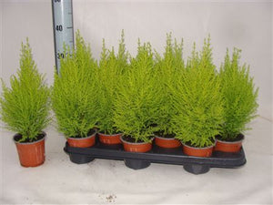 Goldcrest Lemon Cypress (Cupressus macrocarpa) – 11cm Pot