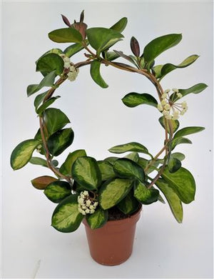 Hoya 'Boog Lisa' – 12cm Pot