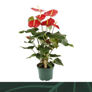 Red Anthurium 'Idaho' – 17cm Pot