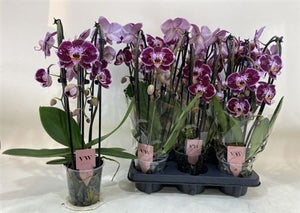 Dark Red Phalaenopsis Orchid – 3 Stem, 12cm Pot