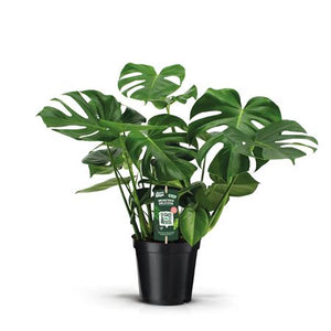 Swiss Cheese Plant (Monstera deliciosa) – 21cm Pot