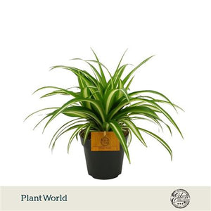 Variegated Spider Plant (Chlorophytum) – 12cm Pot