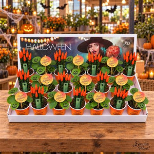 Halloween Mix Houseplant – 5.5cm Paper Pot