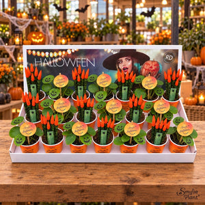 Halloween Mix Houseplant – 5.5cm Paper Pot