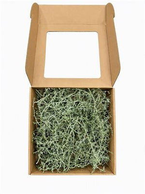 Green Wax Asparagus – Cut Foliage