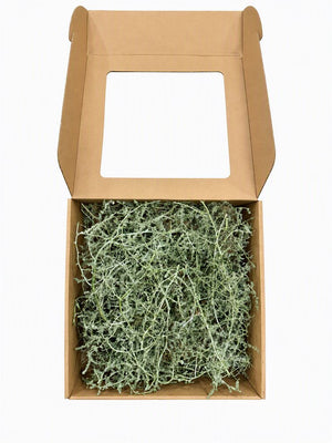 Green Wax Asparagus – Cut Foliage