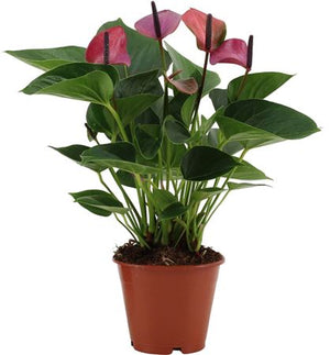 Purple Anthurium (Anthurium) – 12cm Pot