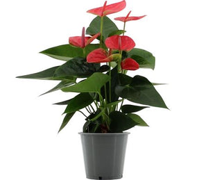 Purple Anthurium (Anthurium) – 12cm Pot