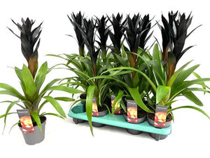 Black Guzmania Bromeliad – 13cm Pot, 55cm Tall