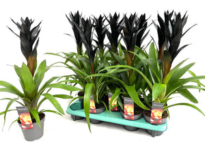 Black Guzmania Bromeliad – 13cm Pot, 55cm Tall