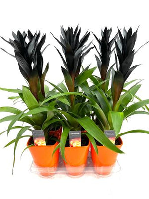 Black Guzmania Bromeliad – 14cm Pot, 60cm High