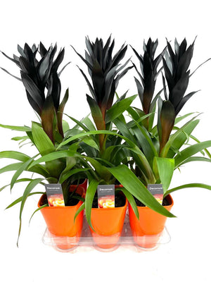 Black Guzmania Bromeliad – 14cm Pot, 60cm High